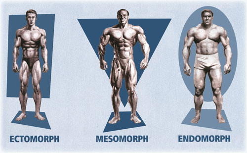 mesomorfo-ectomorfo-endomorfo1.jpg